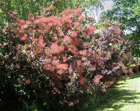 Gardensonline Cotinus Coggygria