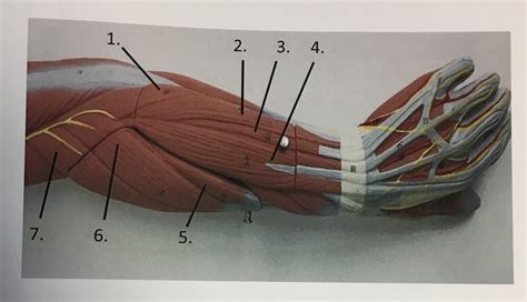 Muscles Of The Antebrachium Diagram Quizlet