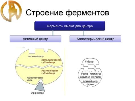 Ферменты, белковая природа ферментов, строение ферментов - презентация ...