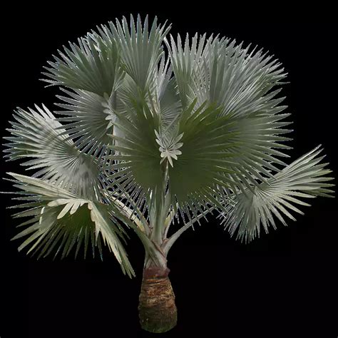 Buy Bismarckia Nobilis, Bismarck Palm Online - Nursery Nisarga