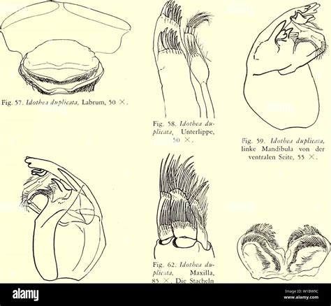 Archive image from page 46 of Die Isopoden der Siboga-Expedition (1913 ...