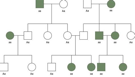 Autosomal Recessive Inheritance - Characteristics, Pedigree, Diseases