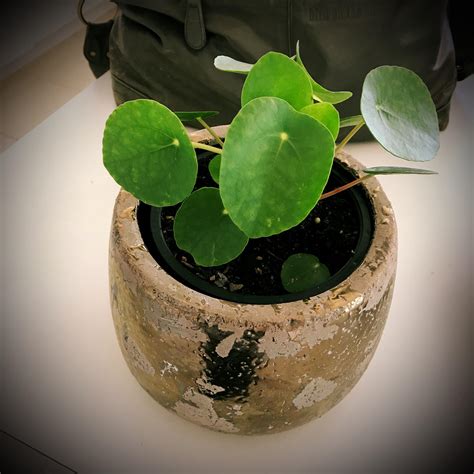 So happy I got this pilia today! Been wanting one for ages! : r/houseplants