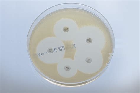 Mueller Hinton Agar Mh Hylabs