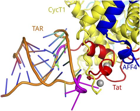 Figures and data in AFF4 binding to Tat-P-TEFb indirectly stimulates ...