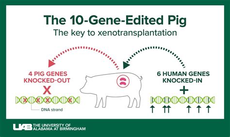 Scientists Successfully Transplant Two Kidneys From A Genetically