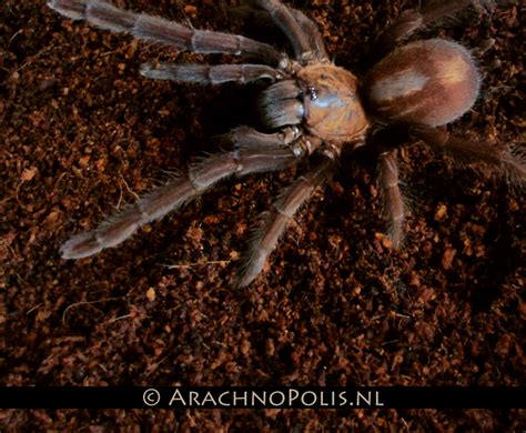 Orphnaecus Sp Cebu Ptasznik L56 7196580869 Oficjalne Archiwum