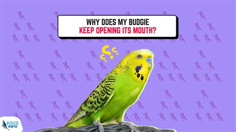 Why Does My Budgie Keep Opening Its Mouth Explained