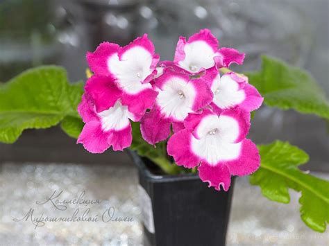 Купить Стрептокарпус Rose Halo почтой с доставкой по России - Цветы26 ...