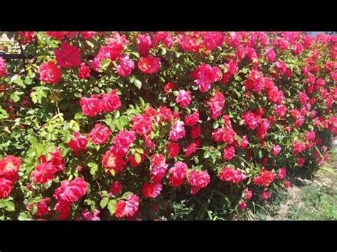 (2467) ПОСАДКА ПЛЕТИСТЫХ И ВЬЮЩИХСЯ РОЗ - YouTube