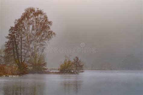 Trees In The Mist Picture Image 152453347
