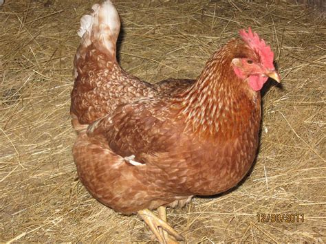 Golden Comet Sex Links Backyard Chickens Learn How To Raise Chickens