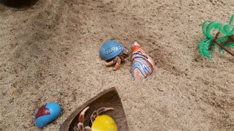 6 Simple Rules For Sifting Through The Mess: Changing Your Hermit Crab Tank Sand