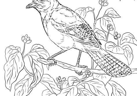 Toronto Blue Jays Logo Coloring Pages Coloring Pages