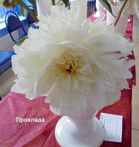 Пион Прохлада | Пулков Сад