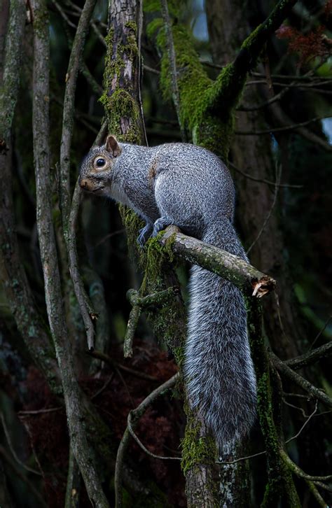 Eastern Gray Squirrel Cureuil Gris Carl Comeau Flickr