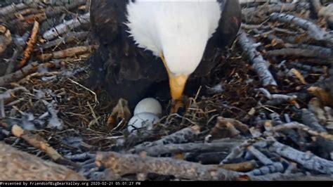 Big Bear bald eagle eggs may not hatch - KESQ