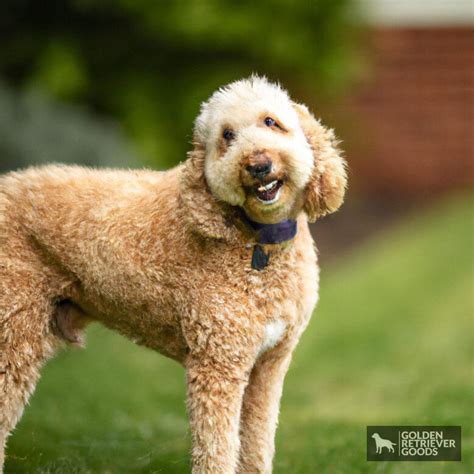 Golden Retriever Poodle Mix - Golden Retriever Goods