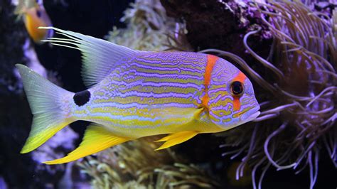 Красивые морские рыбы (89 фото)