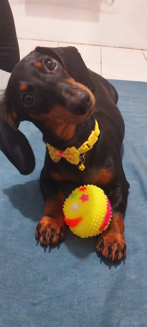 Do you think I'm handsome? : r/Dachshund