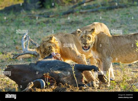 2 Lions (Panthera leo) feeding on a Cape Buffalo carcass. Bwabwata ...