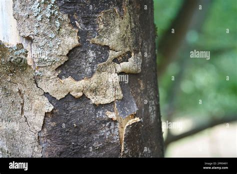 Dead Sycamore Maple With Symptoms Of Sooty Bark Disease Caused By The
