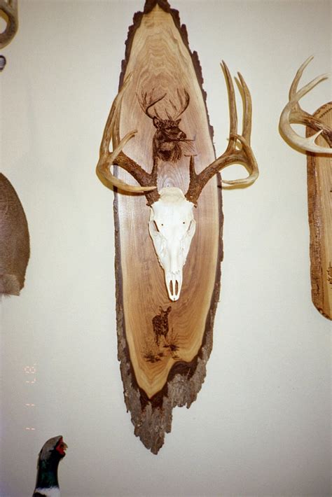 wisconsin taxidermy skull cleaning  als taxidermy studio