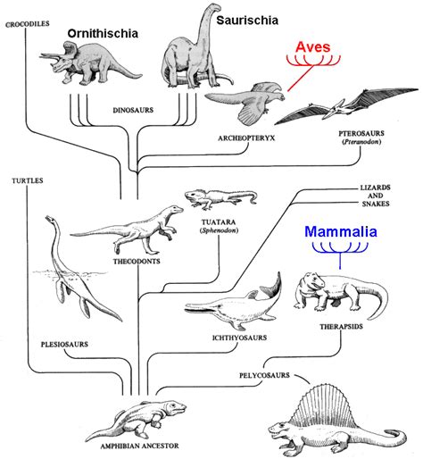 Phylogeny Of Reptilia