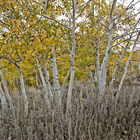 aspen trees aspen images pixabay