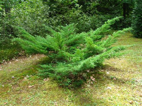 Juniperus horizontalis: Care, Uses, and More