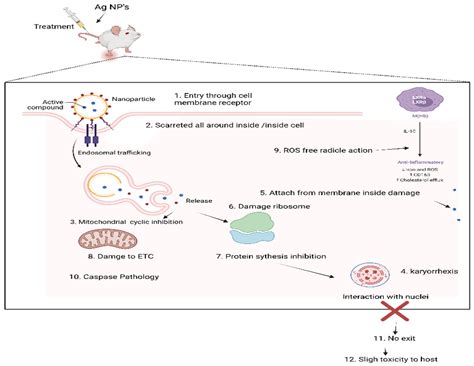 Life Free Full Text Nanoparticles Synthesis And Their Role As