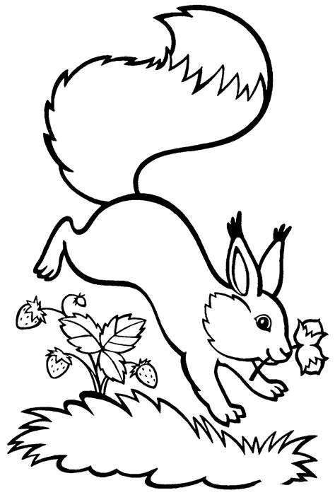 Белочка нашла орешки - раскраска №1098 | Printonic.ru