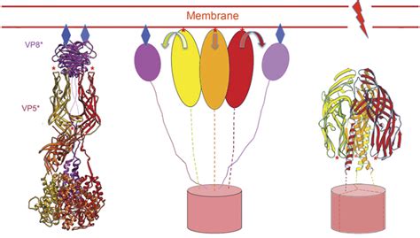 Atomic Model Of An Infectious Rotavirus Particle The EMBO Journal