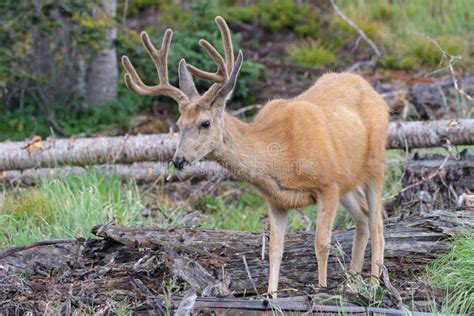 Colorado Wildlife Wild Deer Rocky Mountains Of Colorado Mule Deer