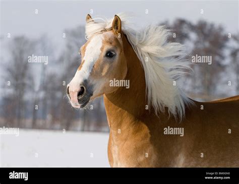 Haflinger Horse Portrait Stock Photo Alamy