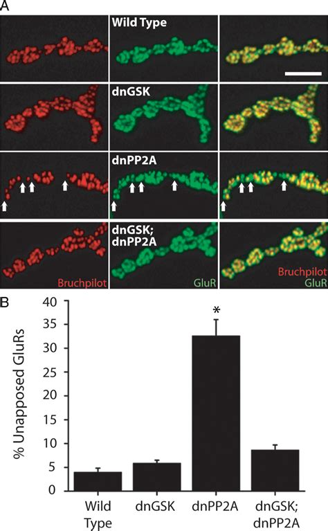 Inhibition Of GSK 3 Suppresses Synaptic Apposition Defects Due To PP2A