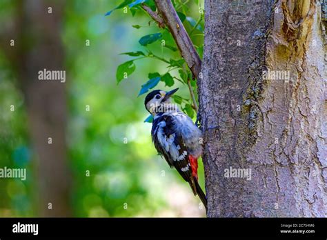 Cute Woodpecker Nature Backgroundcute Woodpecker Nature Background