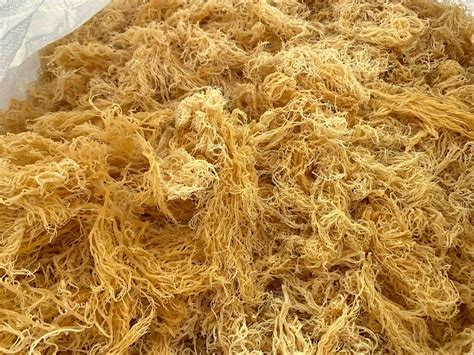 Wholesale Raw Sea Moss