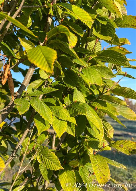 Pyramidal European Hornbeam