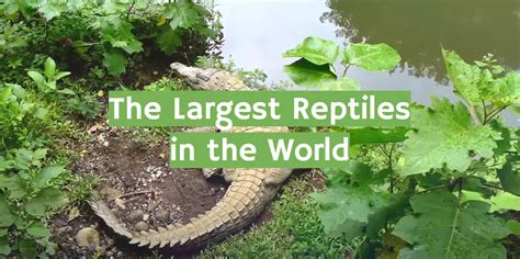 The Largest Reptiles in the World (with Pictures) - ReptileProfy