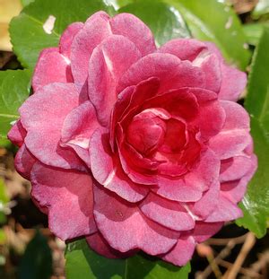 Dwarf Sasanqua Camellias 2 To 5 Feet High Almost Eden