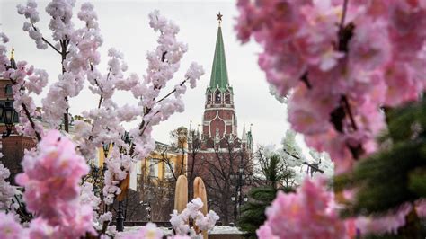 Bunga Sakura dalam Budaya dan Diplomasi Jepang