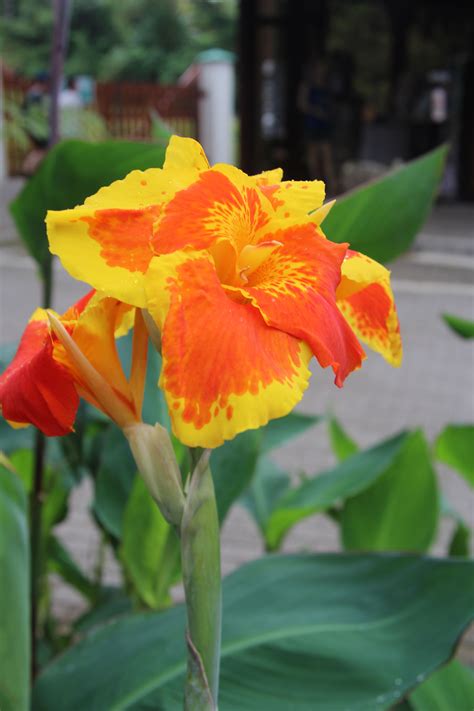 Canna Lily Flower Free Stock Photo - Public Domain Pictures