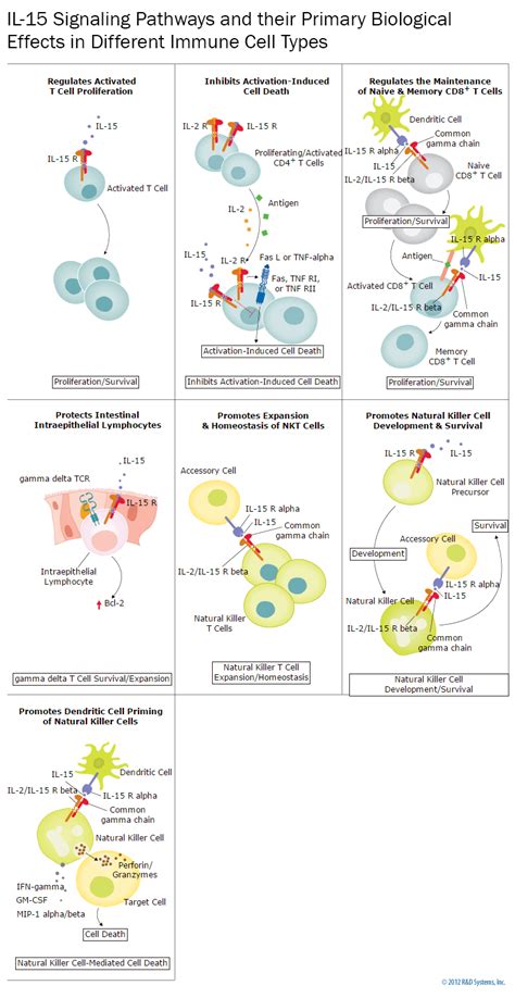 IL 2 Signaling Pathway