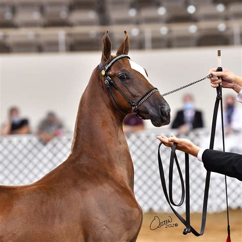 All American Cup | Indianapolis IN