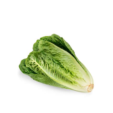 Lettuce Romaine Uae Waitrose Uae And Partners