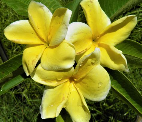 Darwin Yellow Aka Heidi Scented Garden Frangipanis