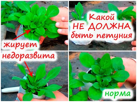 Какой НЕ должна быть рассада петунии – разбор опытного цветовода!