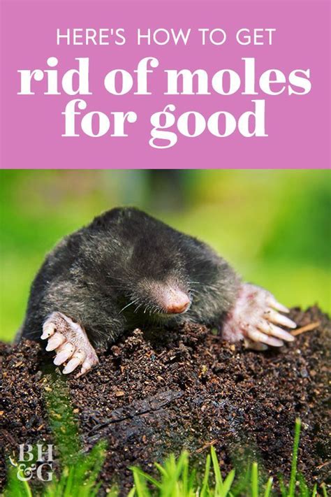 How To Get Rid Of Moles In Your Yard And Keep Them Away For Good