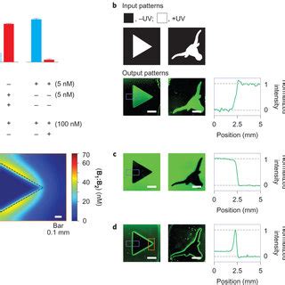 High-level description and molecular detail of an incoherent ...